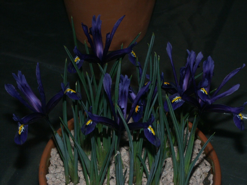 Iris reticulata 'Anemone'